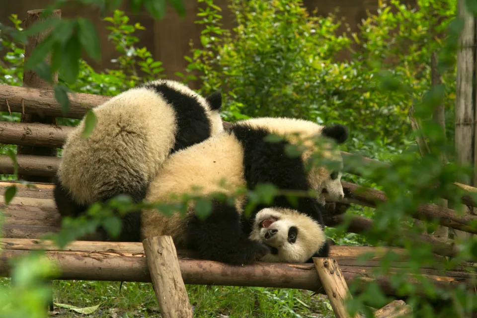 Planning a Panda Base Visit