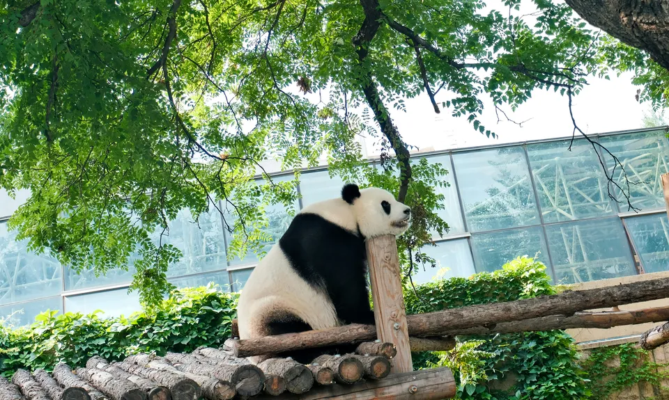 Beijing Zoo