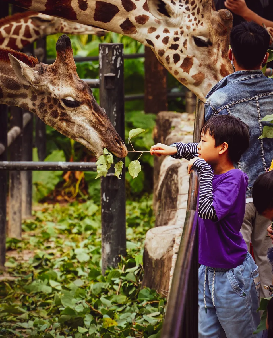 Chimelong Safari Park