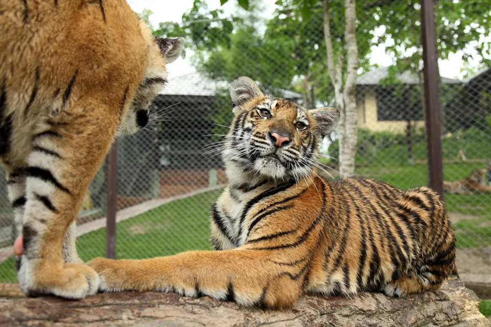 Siberian Tiger Park